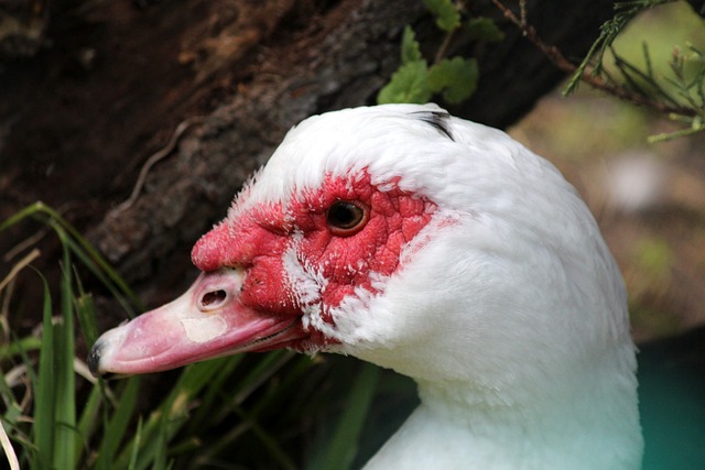 火箭队客场以121：110击败爵士，稳固西部第二位置！.