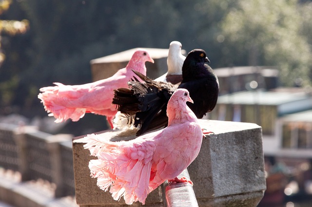 的成都正展 的成都正展